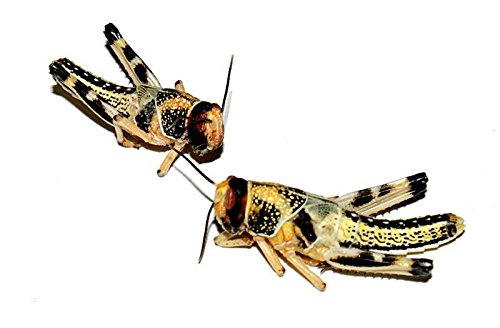 Heuschrecken mittel 300 Stück Wüstenheuschrecken Futterinsekten Reptilienfutter