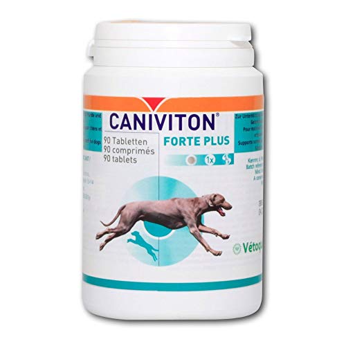 Die 7 besten Mittel zur Stärkung des Immunsystem beim Hund