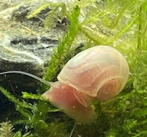 Schnecken-rot 4Stk Aquarium Posthorn-Schnecke Suesswasser-Snails Algenfesser 0,5-2cm
