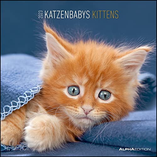 Katzenbabys 2023 - Broschürenkalender 30x30 cm: by Sabine Rath