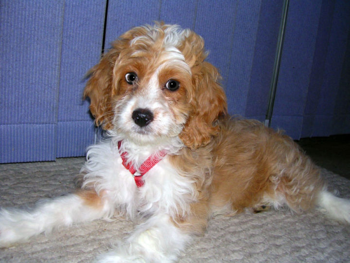 Cockapoo Rasseportrait, Charakter und Haltung 8 Cockerpoo