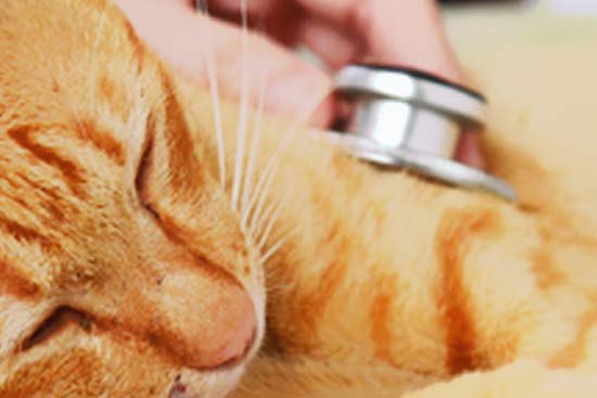 Welche Substanzen sind für Katzen giftig