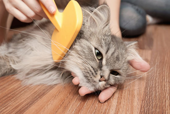 Fellpflege bei Katzen 2 Katzenbild