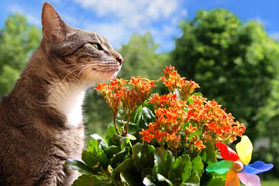 Giftig für Katzen