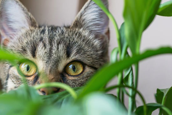 Katze im Gras