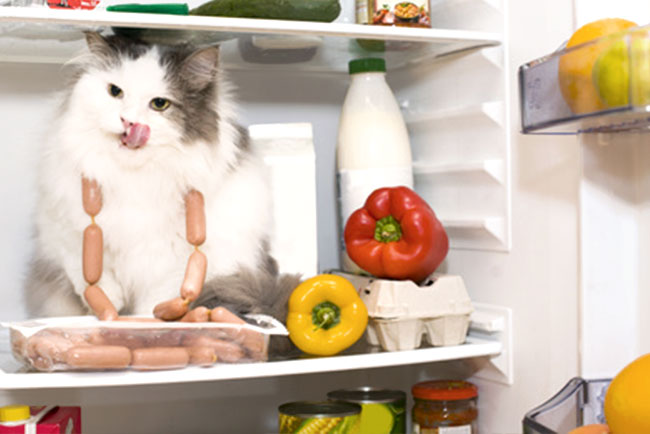 Katze im Kühlschrank