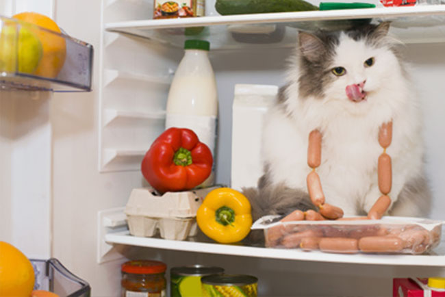 Katzen erziehen - so klappts mit der Mietze? 2 Katze richtig erziehen