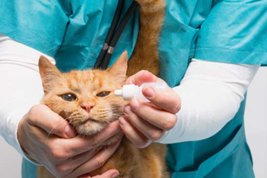 Katze Tierarzt