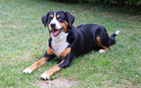 Appenzeller Sennenhund Rasseportrait - Charakter und Wesen 7 Appenzeller Sennenhund