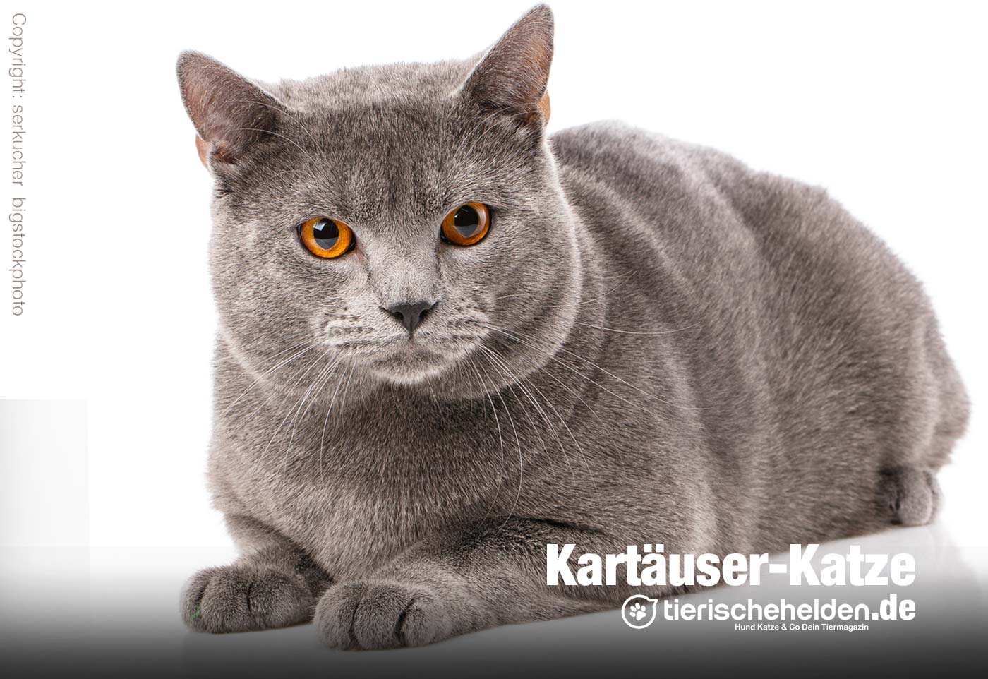 Kartäuser Katze Rasseportrait – Charakter und Haltung