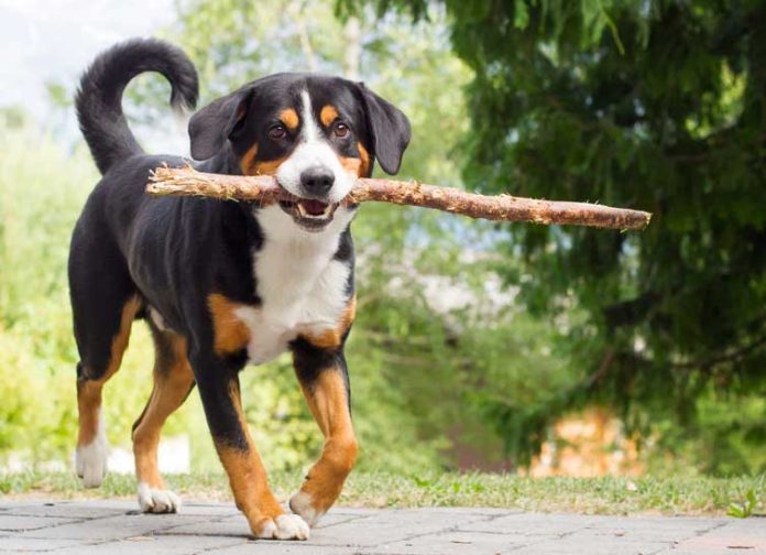 Appenzeller Sennenhund Haltung und Charakter
