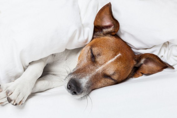 Fieber beim Hund - Ursachen, Behandlung - Tierischehelden