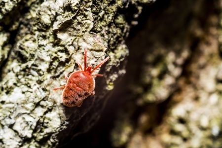 Milbe in der Natur