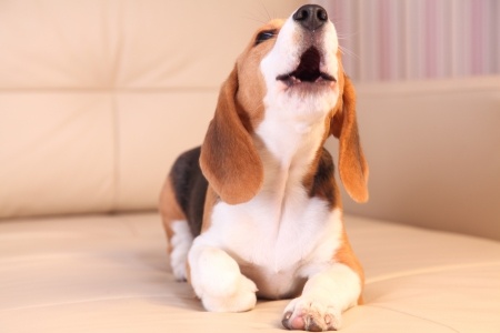 Mein Hund bellt ständig, wenn er allein ist 3 Hund kläfft in der Wohnung