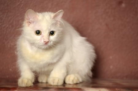 Katze ohne Orientierung