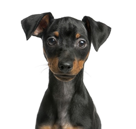 Deutscher Pinscher Rasseportrait - Charakter und Haltung 3 Pinscher Hund
