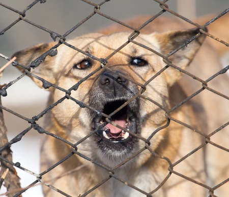 Warum ist mein Hund aggressiv gegen andere Hunde