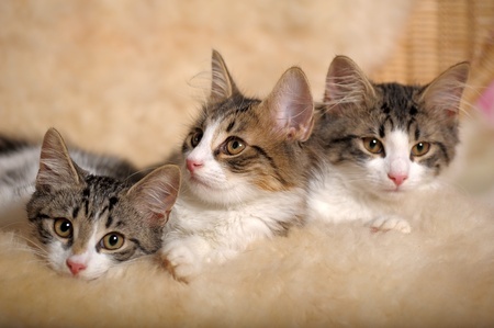 Welche Katze ist für Anfänger geeignet? 3 drei kleine Katzen