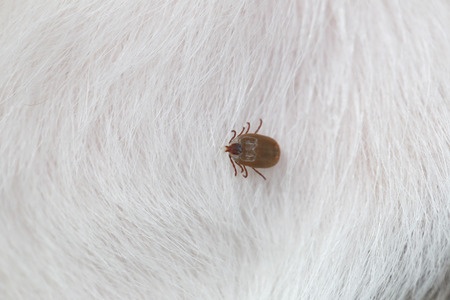 Zecken bei Hunden entfernen