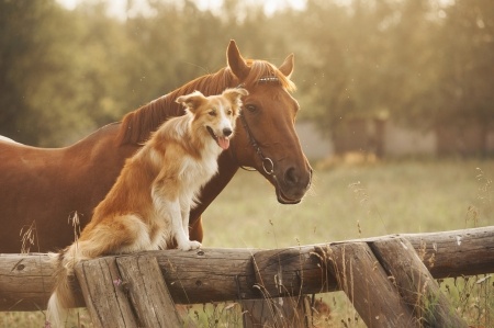 Freundschaft zwischen Hund und Pferd 3 Hund und Pferd