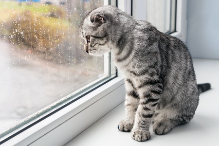 Eine Katze alleine am Fenster der Wohnung