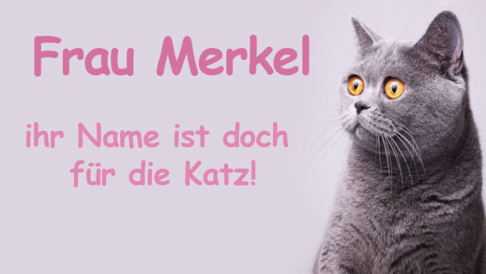 Lustige Katzennamen die originellsten Ideen