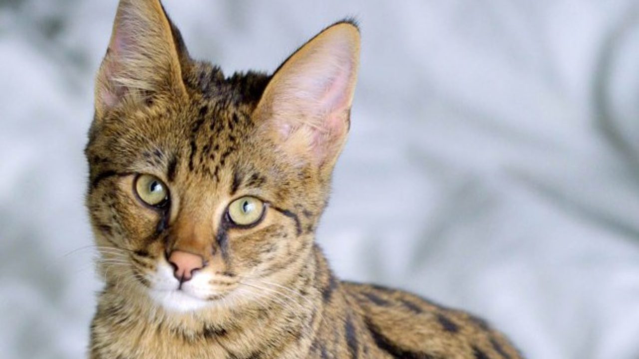 Die Teuerste Katzenrasse Der Welt Tiermagazin