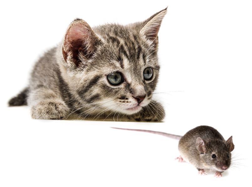 Kann man Wohnungskatzen lebende Mäuse in der Wohnung füttern?
