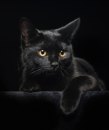 Schwarze Katzen Bilder