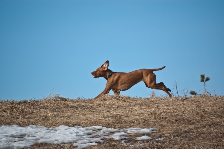 Mein Hund rennt ständig weg, was tun?