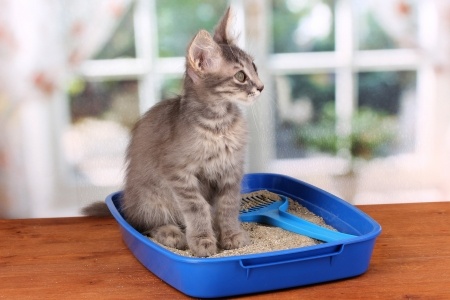 Katzenstreu mit Babypuder 2 Katzentoilette