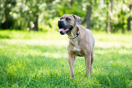 Die 5 größten Hunderassen der Welt 3 Italienische Dogge © laszlolorik, fotolia.com