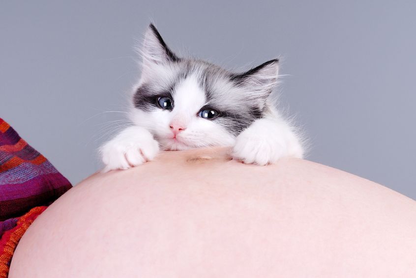 Scheinträchtigkeit bei der Katze Scheinträchtigkeit bei der Katze