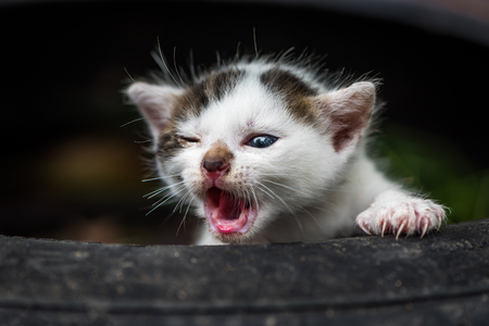 Meine Katze Niest Ständig Tiermagazin Tierischeheldende