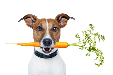 Leberdiät beim Hund – Der Speiseplan für Leber kranke Hunde
