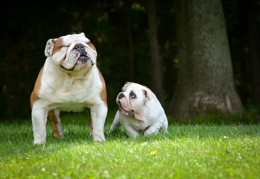 Englische Bulldogge Rasseportrait - Charakter, Haltung: 10 Englische Bulldogge