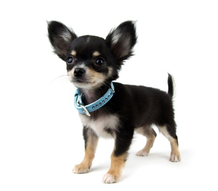 Chihuahua Haltung