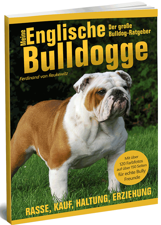 Englische Bulldogge