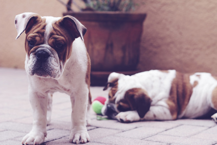 Englische Bulldogge Rasseportrait - Charakter, Haltung: 7 Englischen Bulldogge