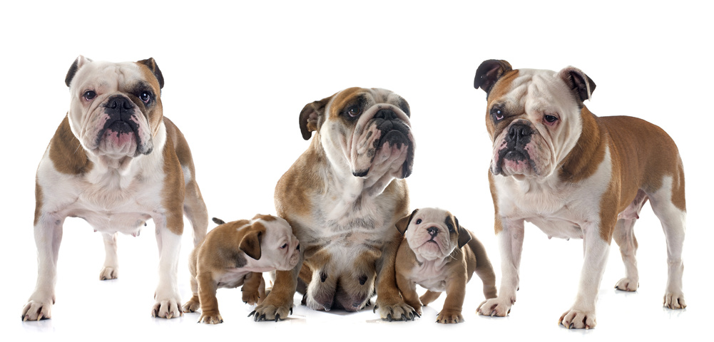 Englische Bulldogge Rasseportrait - Charakter, Haltung: 11 Englische Bulldogge