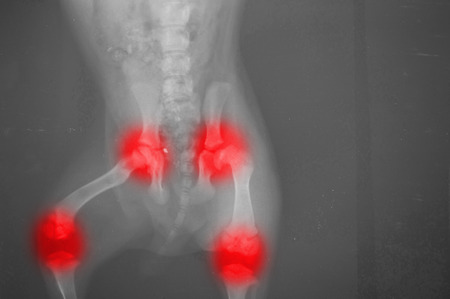 Arthrose beim Hund 2 Arthrose beim Hund