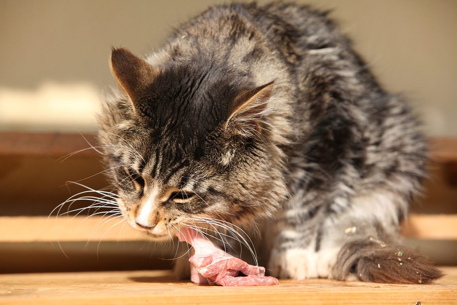 Wieviel Frißt Eine Kleine Katze Am Tag