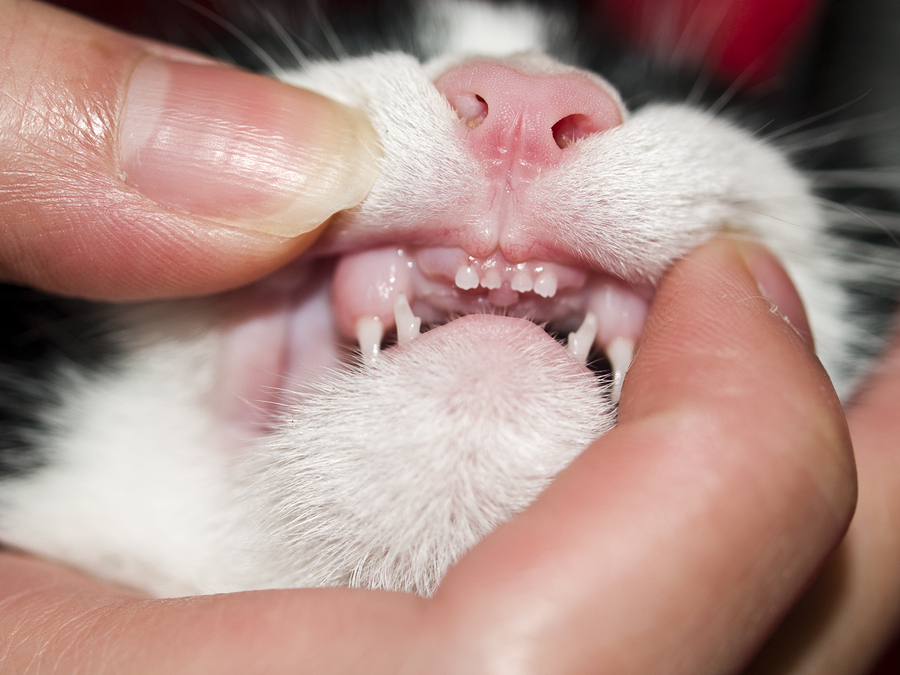 Zahnwechsel bei der Katze