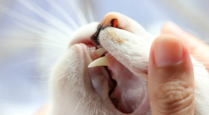 Katze Erbricht Schaum Behandlung Ursachen Tierischehelden