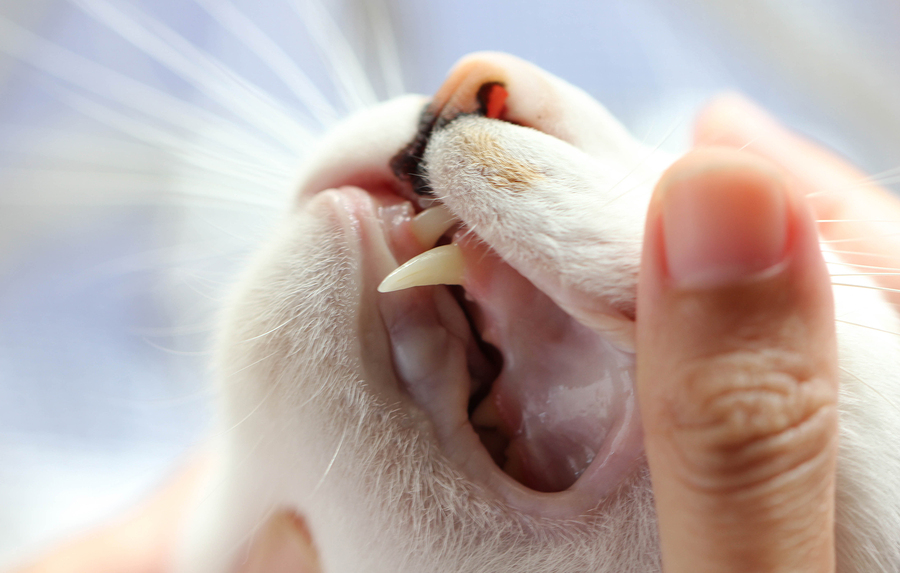 5 Mittel gegen Zahnfleischentzündungen bei Katzen