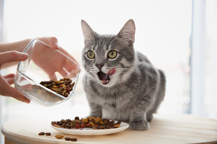 Glutenunverträglichkeit bei Katzen: Symptome und Behandlung