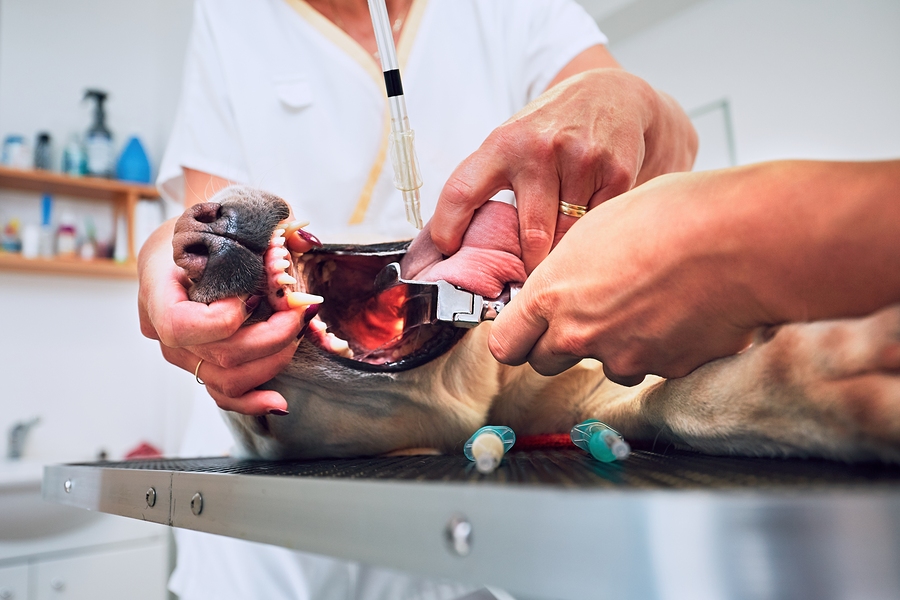 Vergiftungen beim Hund erkennen, behandeln und vermeiden 3 Vergiftung beim Hund,