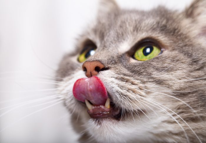Wunderwerk Katzenzunge: Warum ist eine Katzenzunge rau?