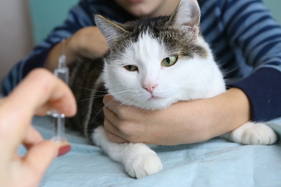 Katze beim Tierarzt