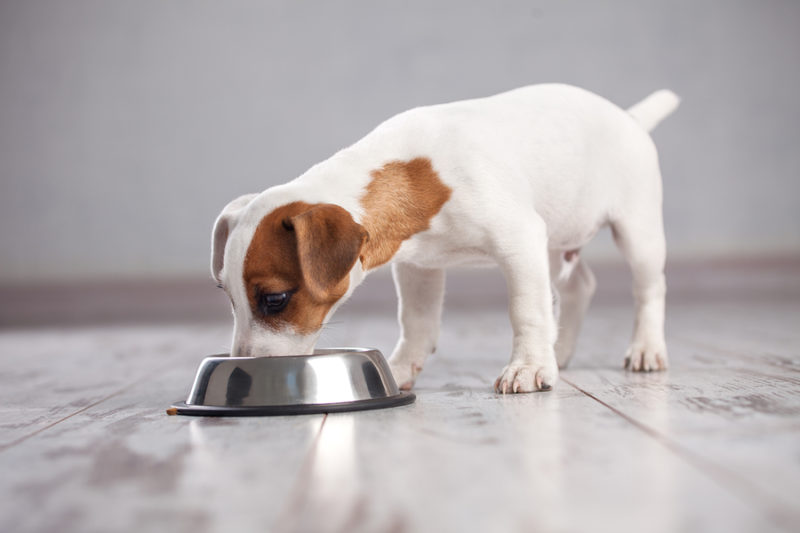 Wie oft sollte man Hunde füttern pro Tag? 4 Welpe zieht ein